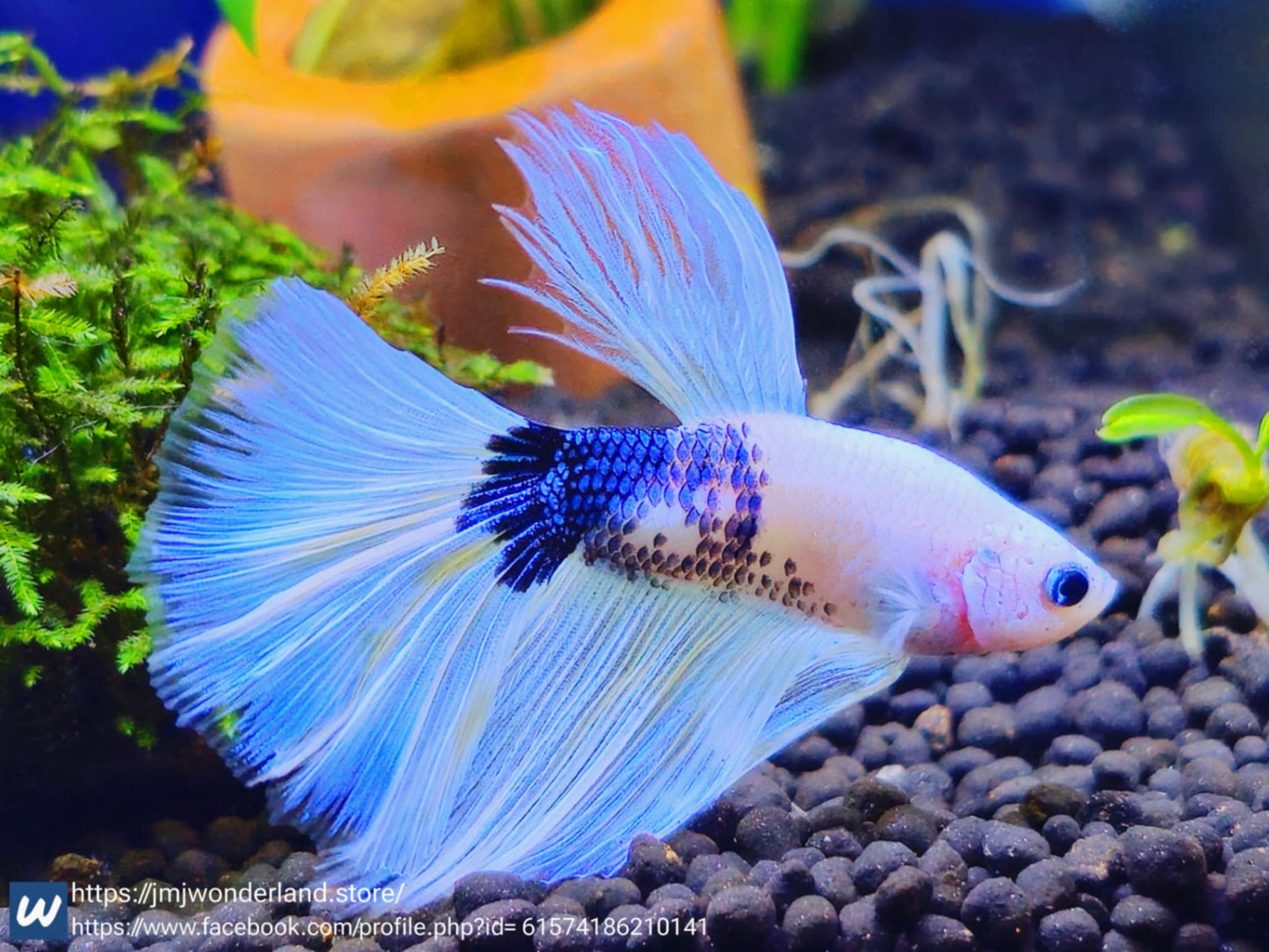 1x Live High End White/Blue Halfmoon Male Betta HM (WYSIWYG)