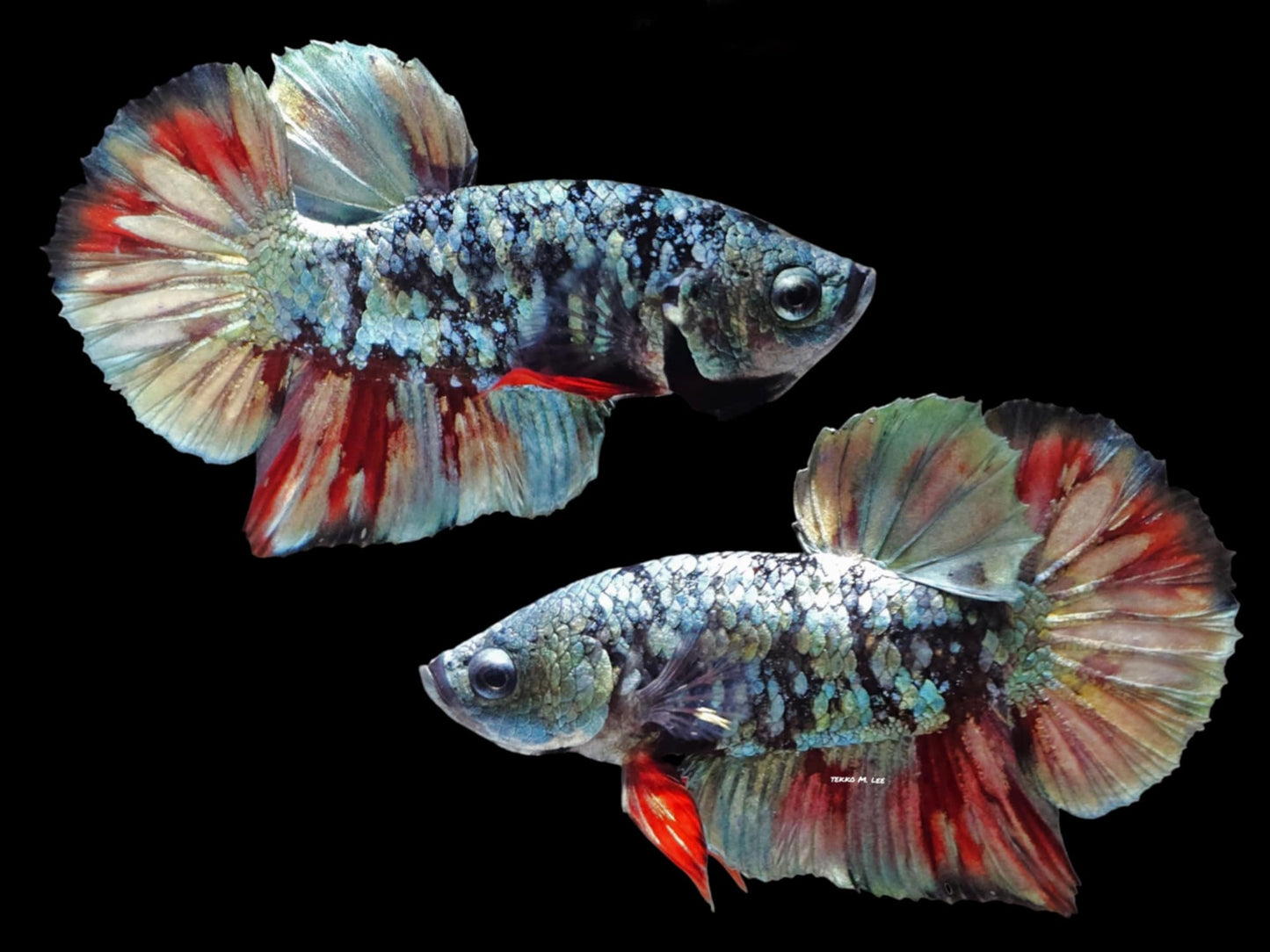 1x Avatar Copper Red Vampire HMPK Male Betta (WYSIWYG) W204