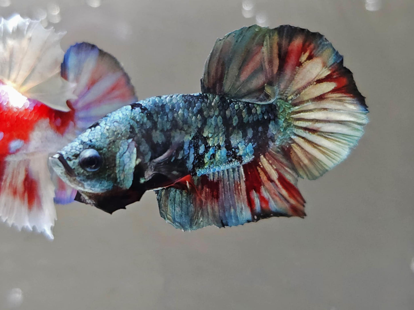 1x Avatar Copper Red Vampire HMPK Male Betta (WYSIWYG) W204