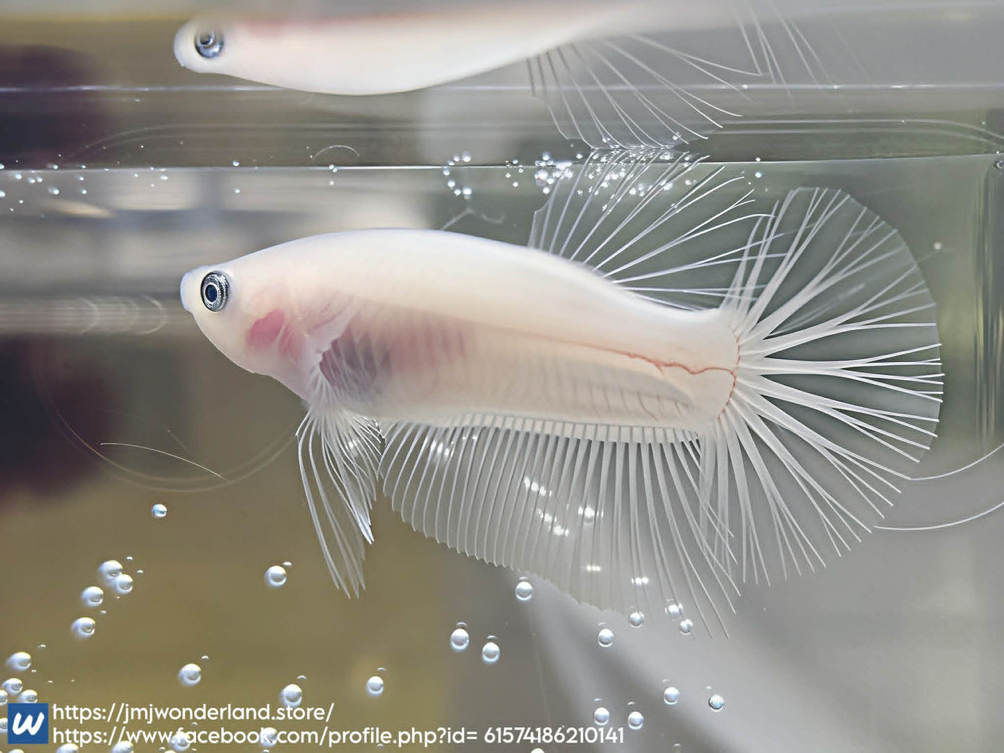 1x Live Clear Cellophane HMPK Male Betta (WYSIWYG) F501