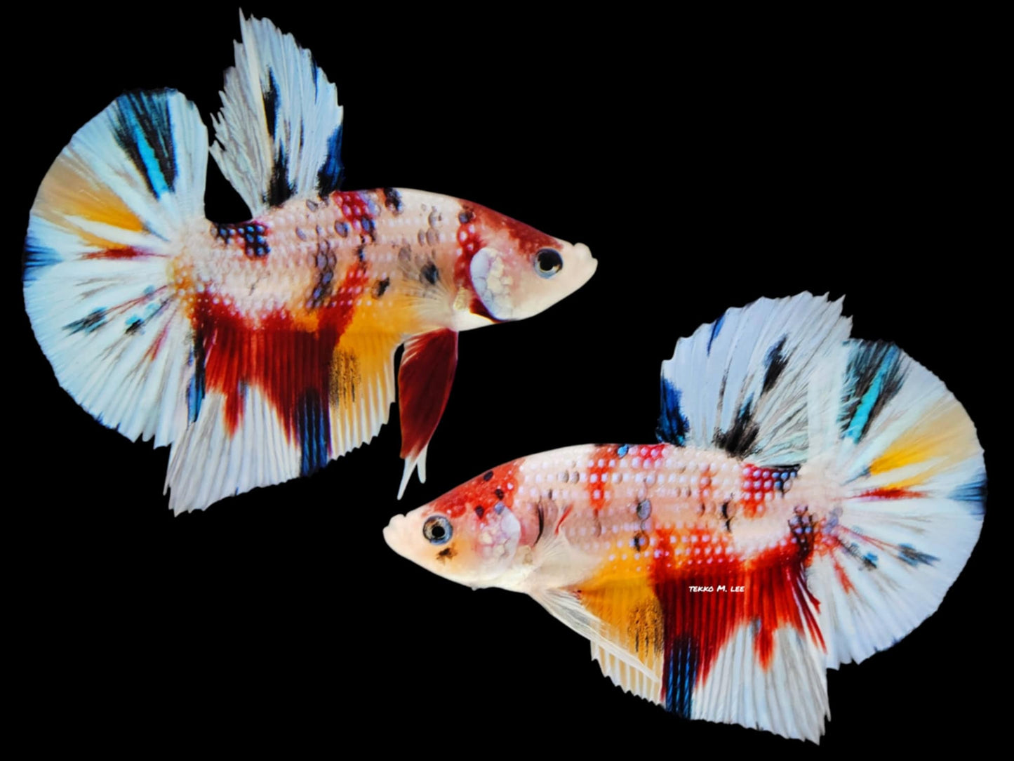 1x Live Yellow Metal Copper HMPK Male (WYSIWYG) F505