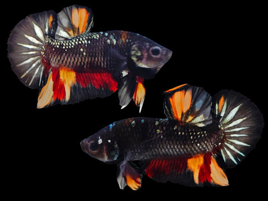 1x Live Black Copper Metal Red/Orange HMPK Male Betta (WYSIWYG) F501