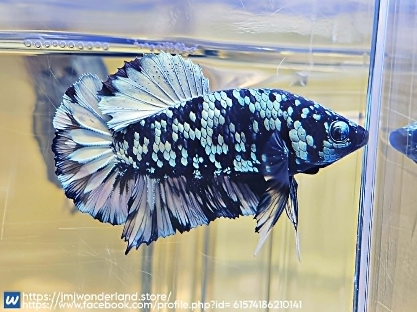1x Live Silver Avatar Male Betta HMPK - (WYSIWYG) H305