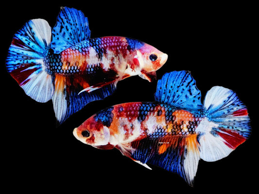 1x Live Multi Color Blue HMPK Male Betta (WYSIWYG) F503