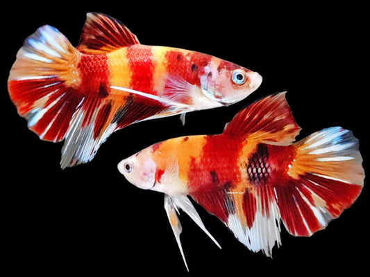 1x Live Orange/Red Multi Color Male HMPK Betta (WYSIWYG) F502
