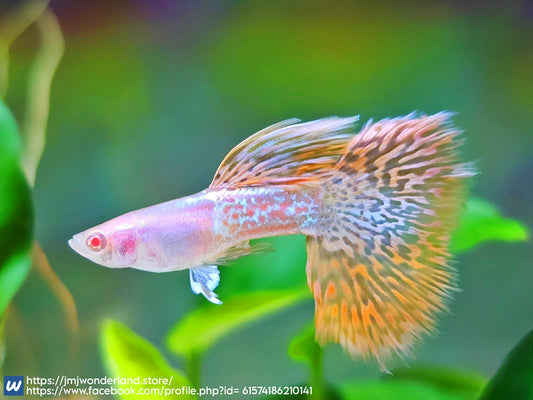 1x Live Pair (1 male+1 female) of Albino Metal Orange Lace - Fast Shipping