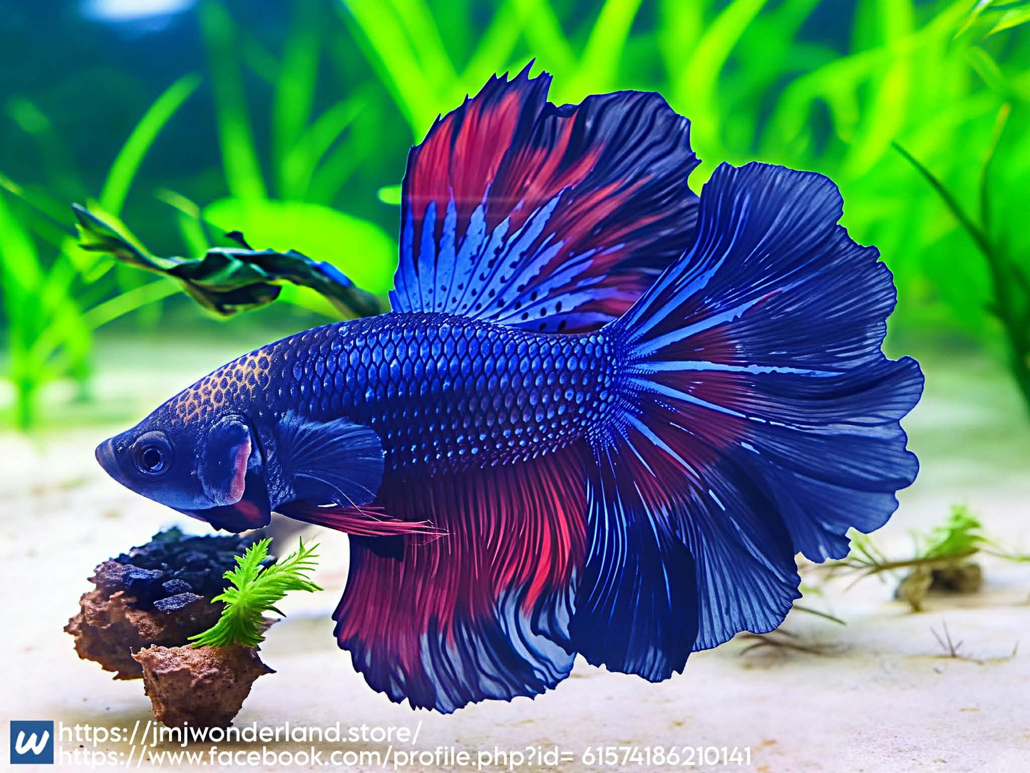 1x Live Red/Black Over Halfmoon Male Betta FAST SHIPPING (WYSIWYG) H305