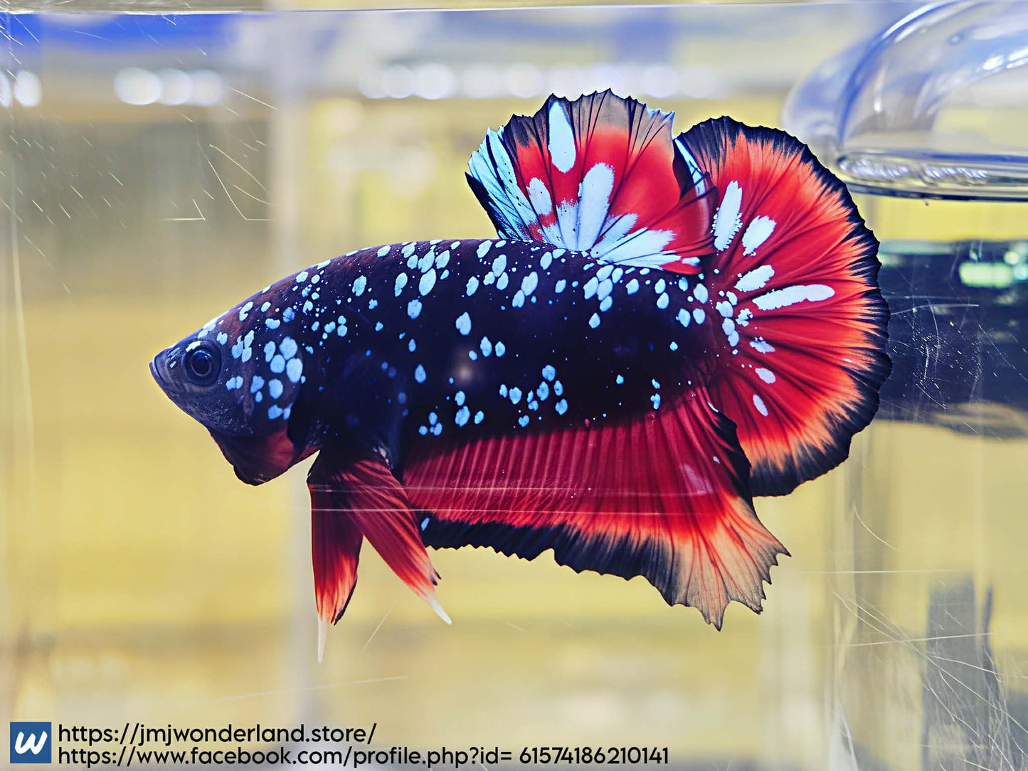 1x Live Red/Blue Avatar HMPK Male Betta - (WYSIWYG) C201