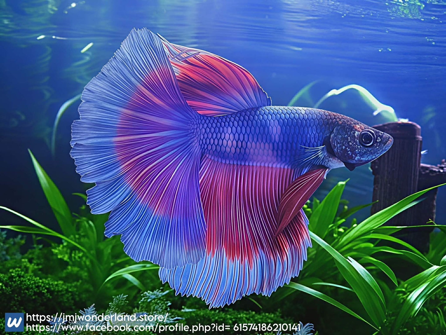 1x Live Lavander Butterfly Halfmoon Male Betta - FAST SHIPPING (WYSIWYG) C201