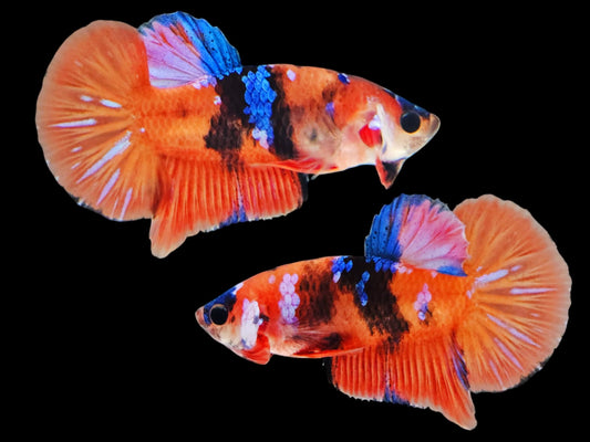 1x Live Orange/Blue Multi Color HMPK Male Betta (WYSIWYG) C204