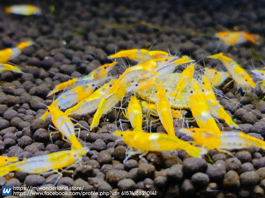 10+1 Live Yellow/Orange Rili Neocaridina - FAST SHIPPING