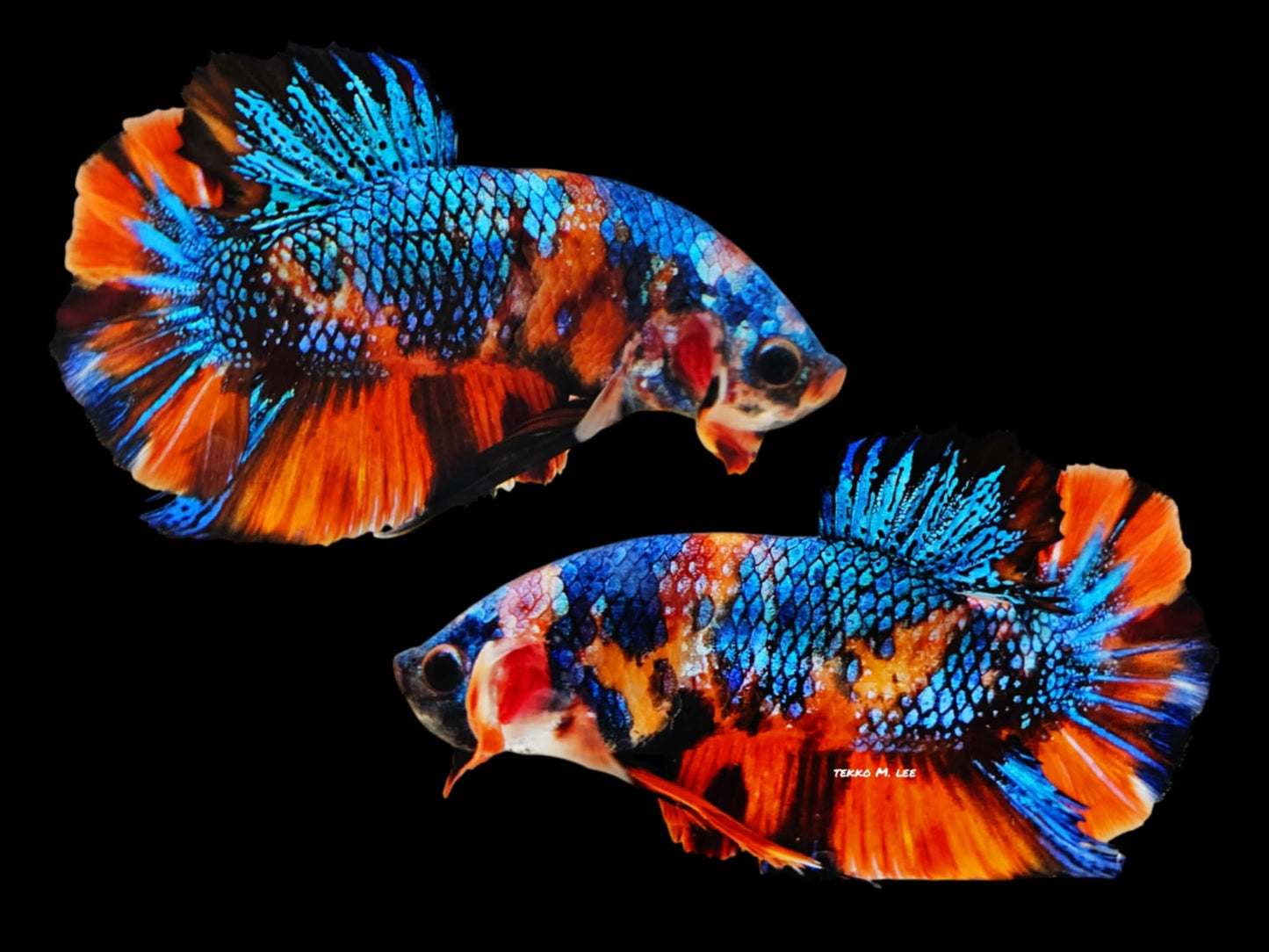 1x Orange Blue Copper Multi Color HMPK Male Betta (WYSIWYG) W207