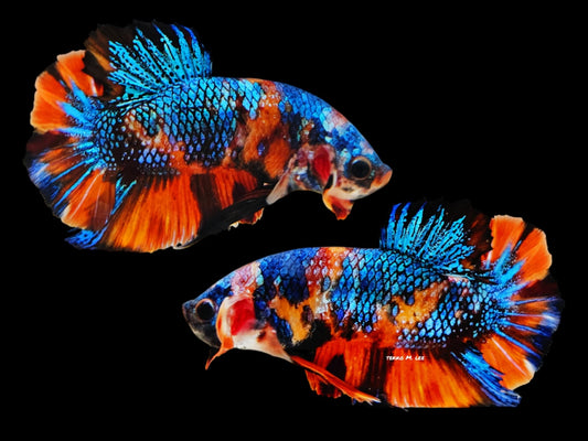 1x Orange Blue Copper Multi Color HMPK Male Betta (WYSIWYG) W207