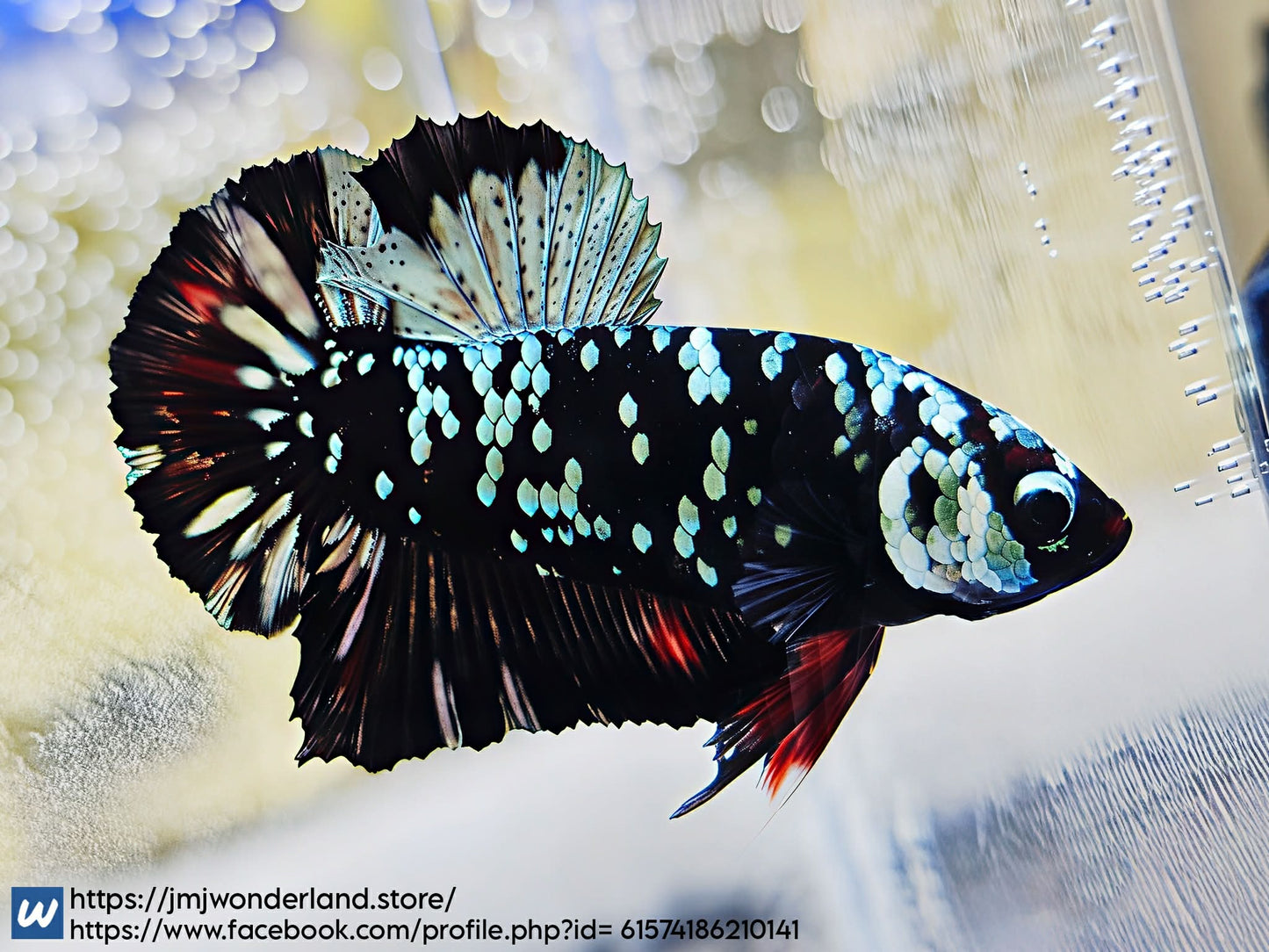 1x Live Avatar Red/Silver HMPK Male Betta (WYSIWYG) F502