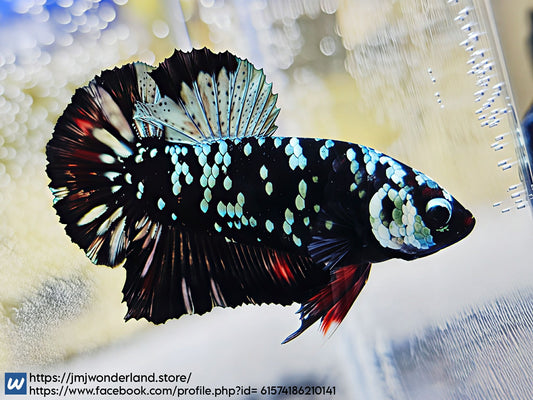 1x Live Avatar Red/Silver HMPK Male Betta (WYSIWYG) F502
