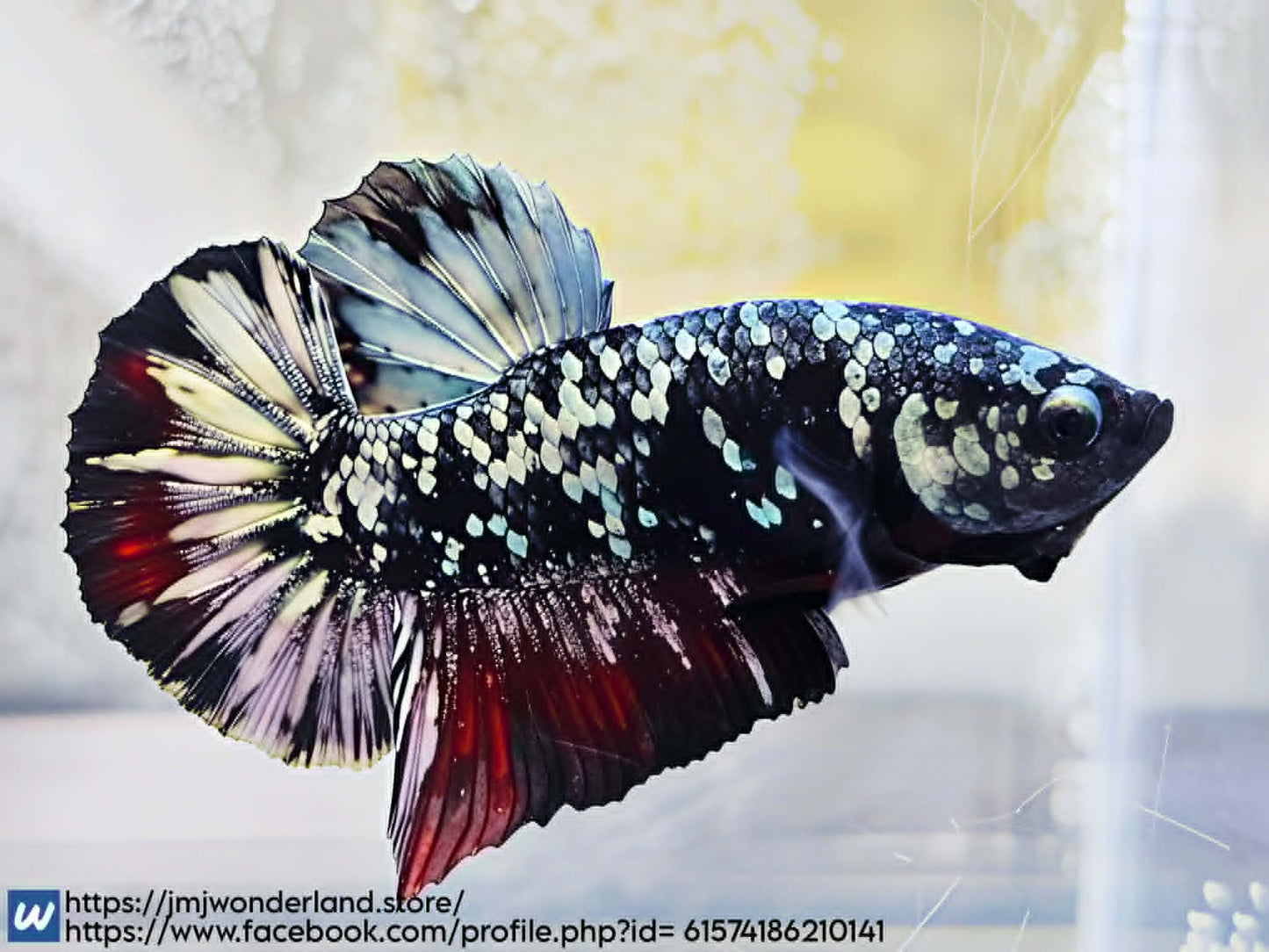 1x Live Avatar Red Glitter HMPK Male Betta (WYSIWYG) H302