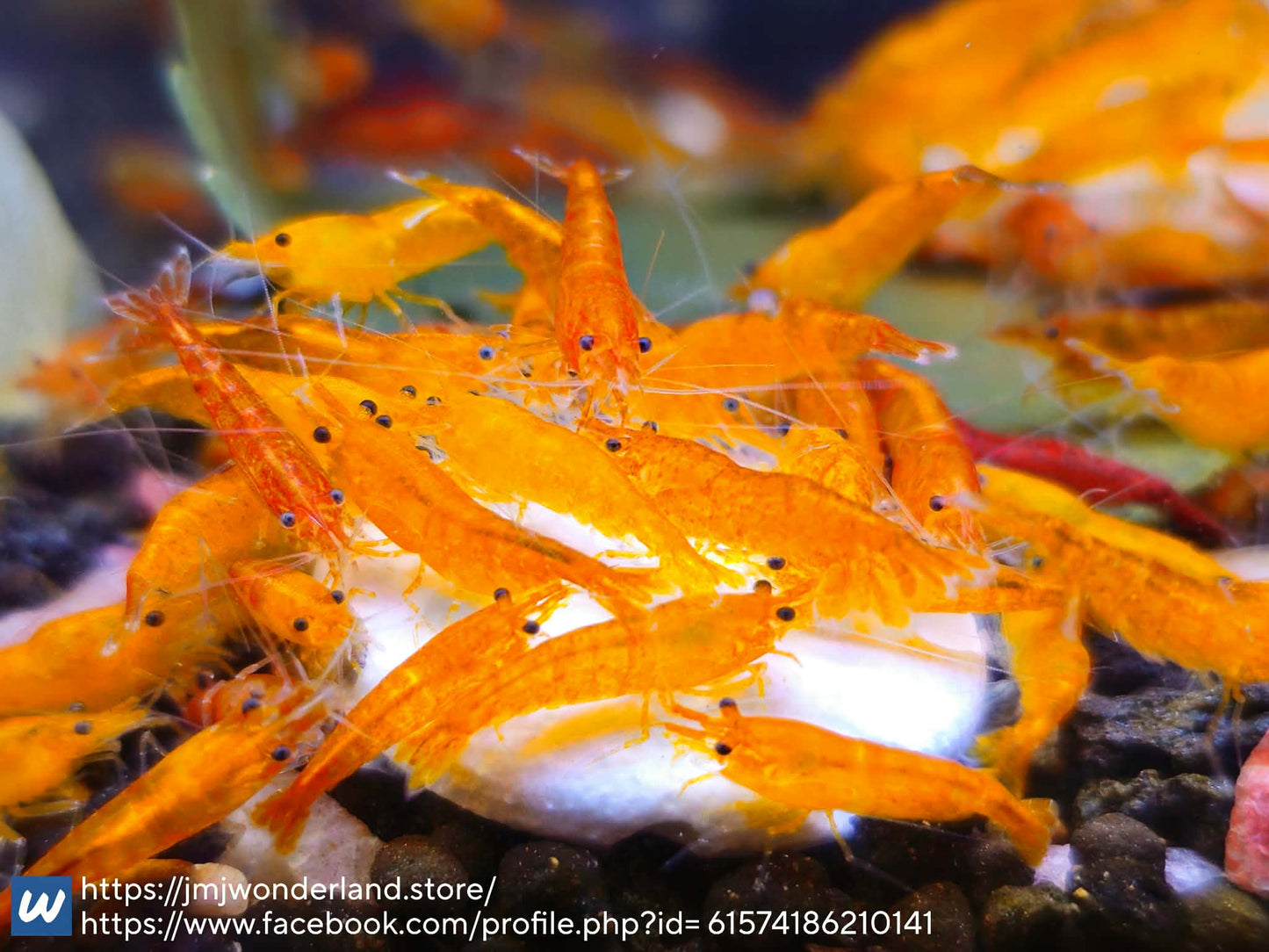 10+1 Orange Sunkist Neocaridina Shrimp Medium-high Grade WATCH THE VIDEO!