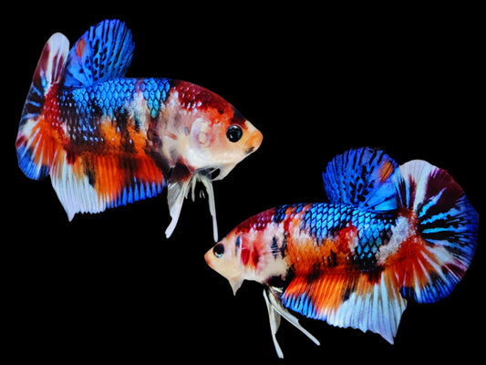 1x Live Multi Color Blue Copper Metal Male Betta (WYSIWYG) G601