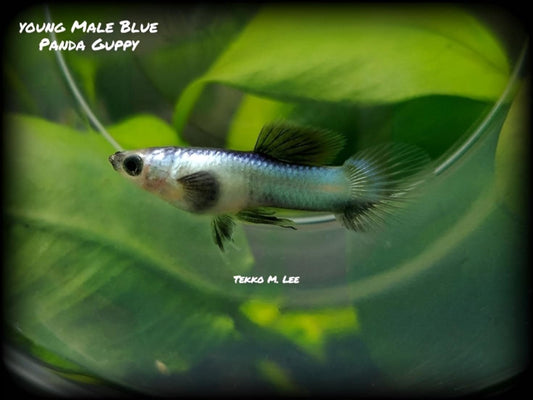 3 Males Dwarf Blue Panda Guppy Livebearer - HomeBred - Grade A