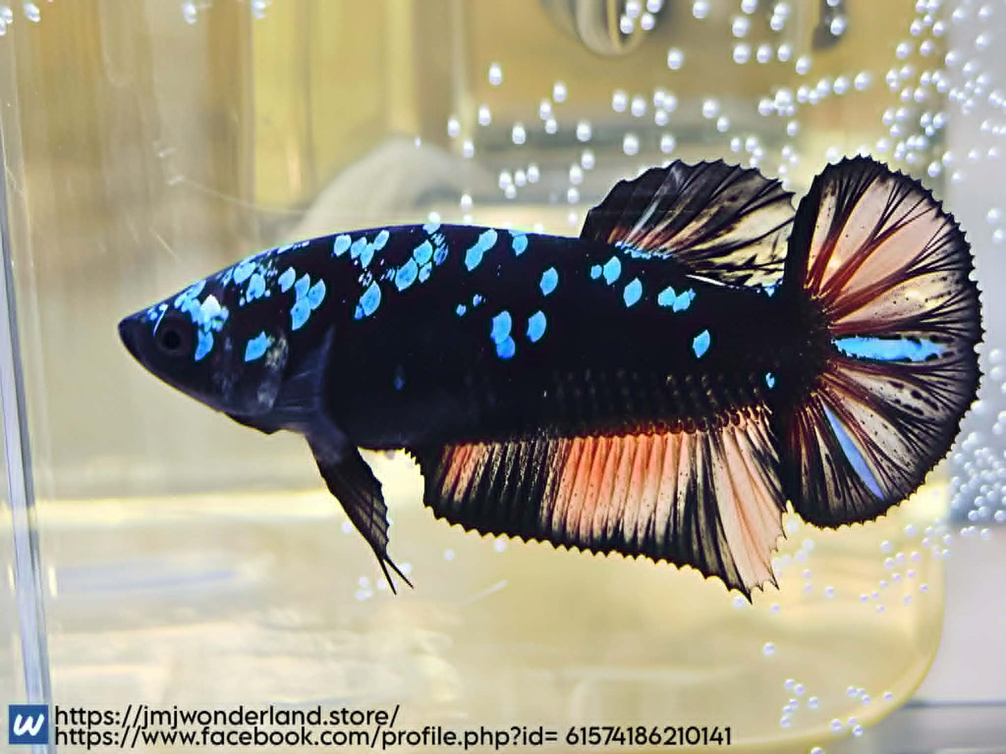 1x Live Avatar HMPK Female Betta - (WYSIWYG) A401 - FAST SHIPPING!