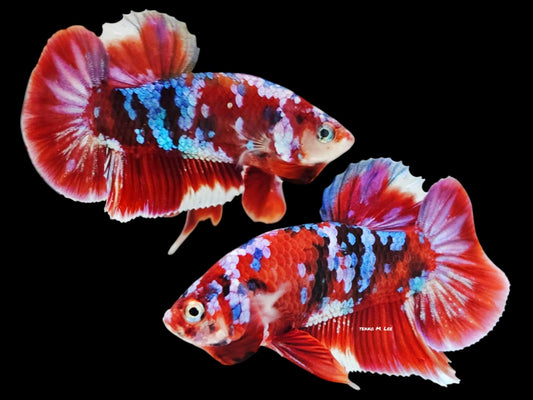 1x Live Barongsai HMPK Male Betta (WYSIWYG) W215