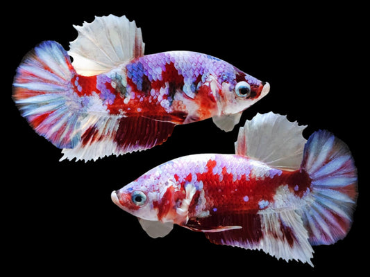 1x Live Barongsai HMPK Male Betta (WYSIWYG) C203