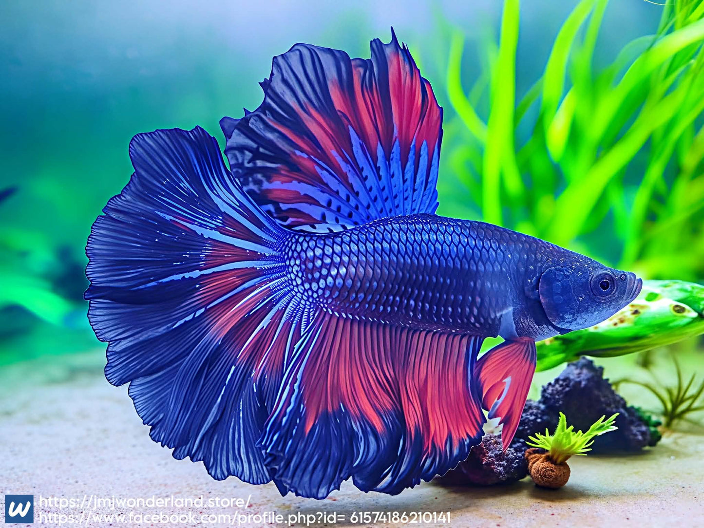 1x Live Red/Black Over Halfmoon Male Betta FAST SHIPPING (WYSIWYG) H305