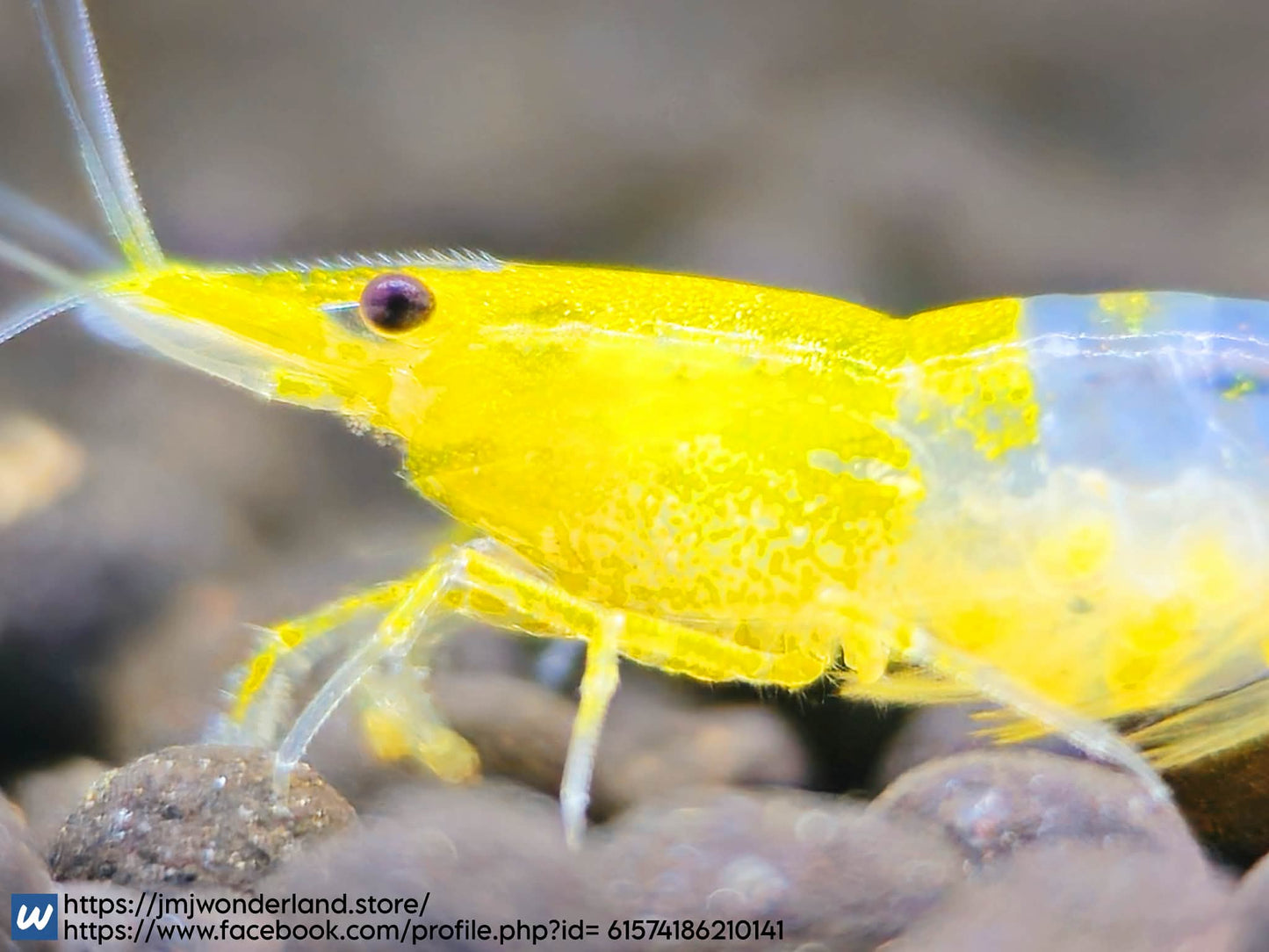 10+1 Live Yellow/Orange Rili Neocaridina - FAST SHIPPING