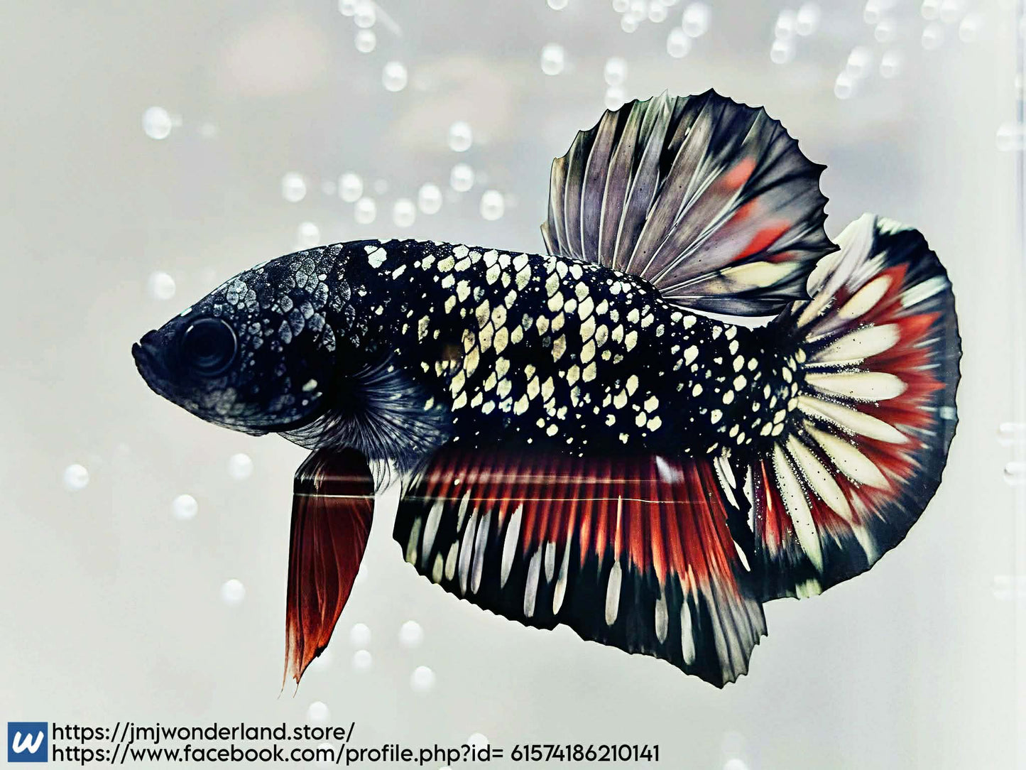 1x Live Red/Black Avatar Butterfly HMPK Male Betta (WYSIWYG) FAST SHIPPING! A404