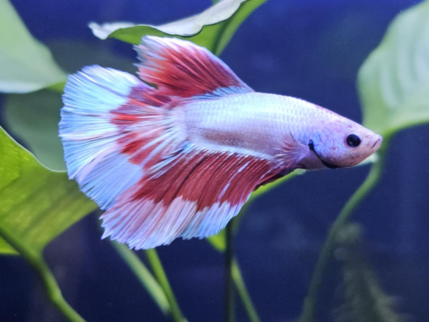 1x Live Red/White Butterfly Delta Male Betta (WYSIWYG)