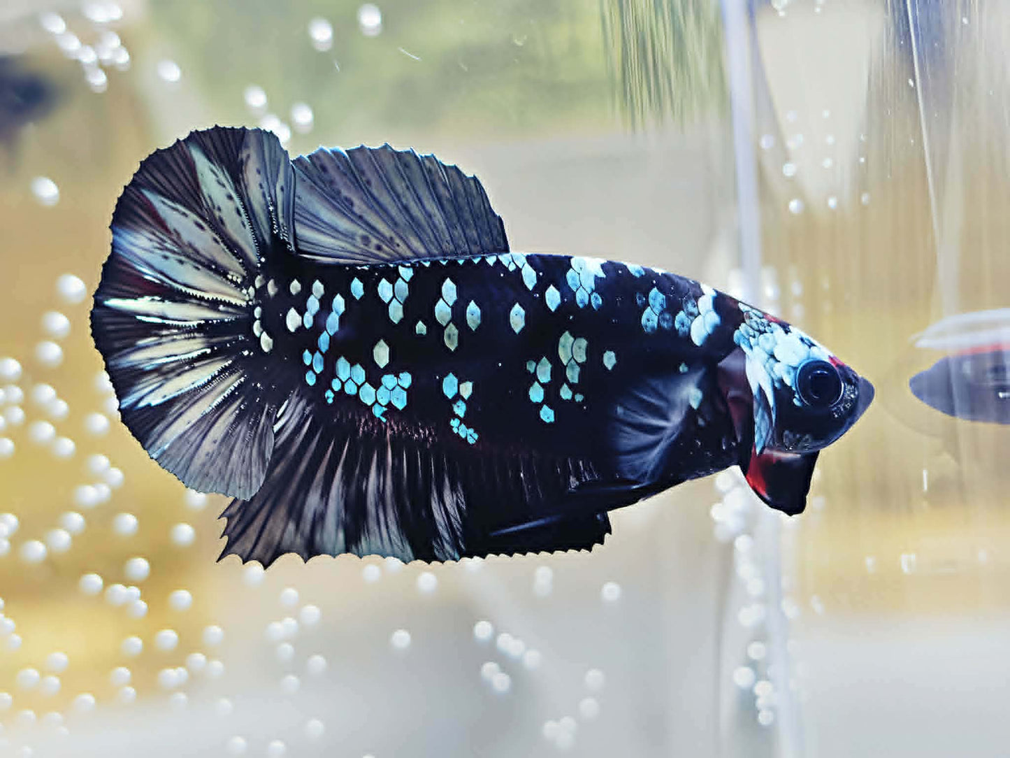 1x Live Silver Avatar Male Betta HMPK - (WYSIWYG) M307