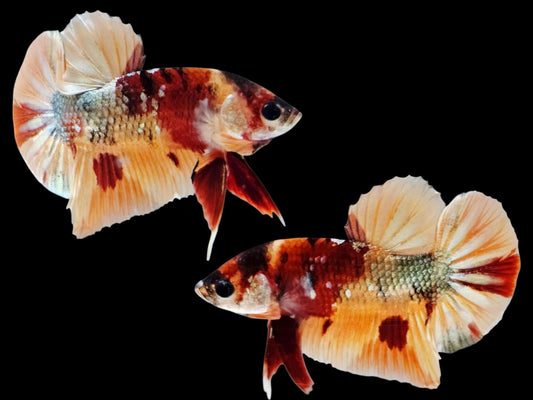1x Live Multi Color Orange/Red Male HMPK Betta (WYSIWYG) F506